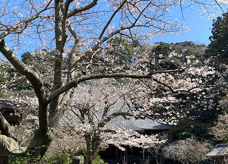 ２０２３０３２０妙本寺桜八分咲き