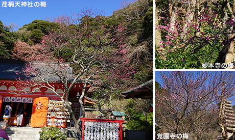 2月の鎌倉