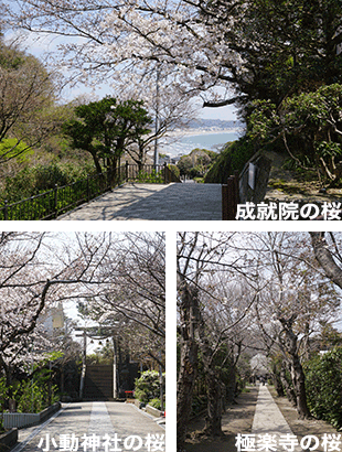 さくら