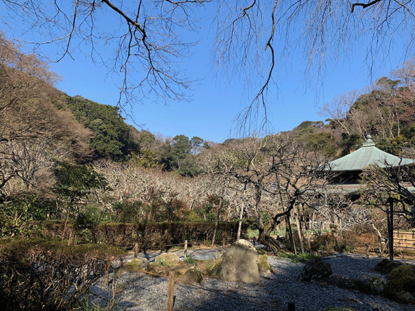 瑞泉寺梅