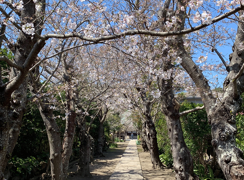 極楽寺