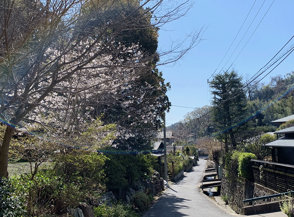 20210324覚園寺参道の桜
