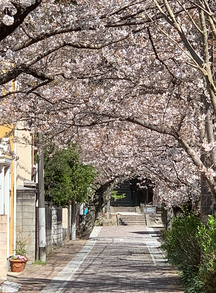 20210324頼朝公墓参の路の桜