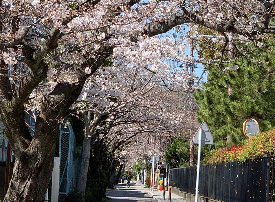20210324頼朝公墓参の路の桜