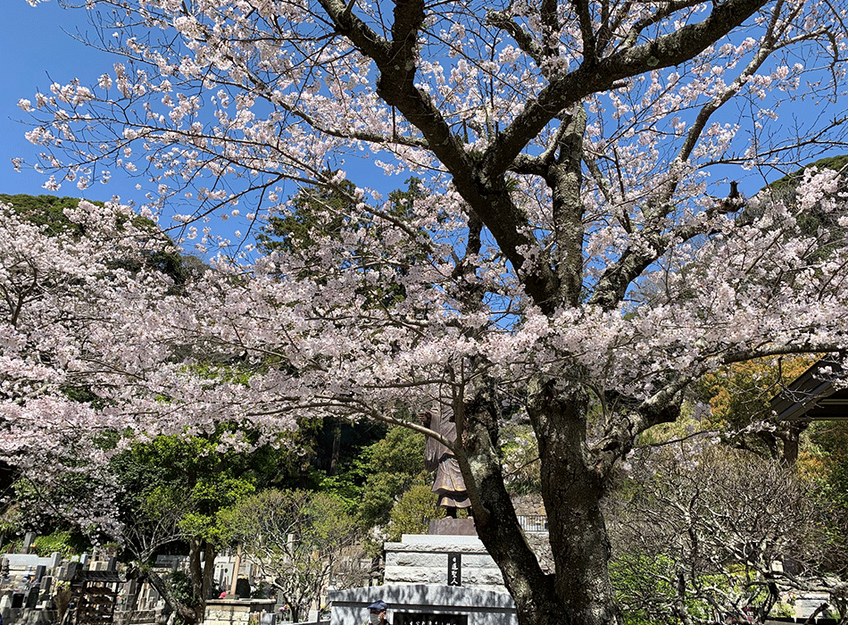 20210324妙本寺の桜