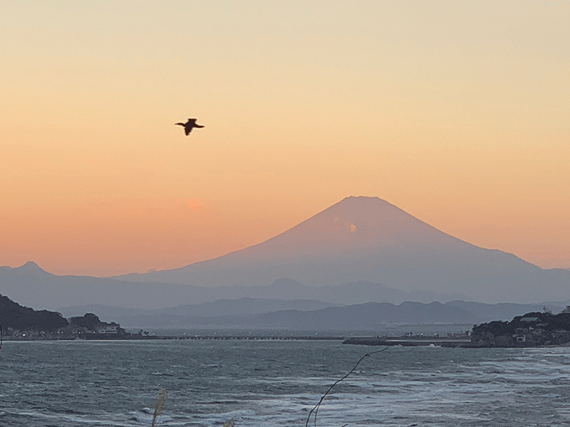 20211125夕映の富士に海鵜