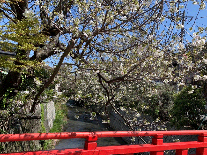 20210324滑川の桜