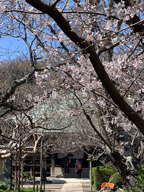20210324妙本寺の桜