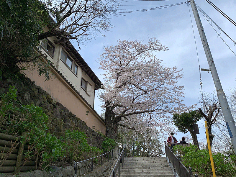 成就院山門前に咲く桜