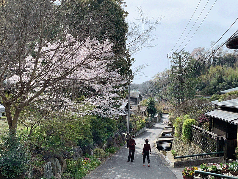 覚園寺参道に咲く桜