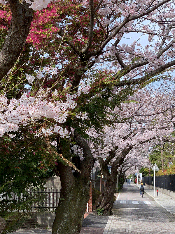 20220331大藏幕府前通りに咲く桜