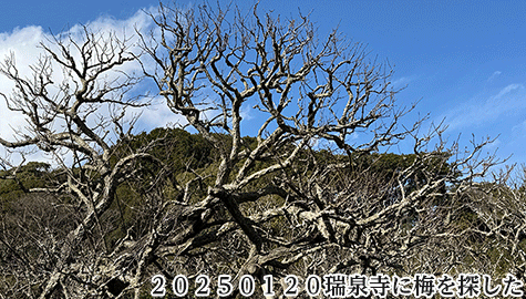 ２０２５０１２０瑞泉寺に梅を探した