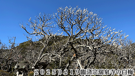 ２０２５０２１９臨済宗瑞泉寺の白梅