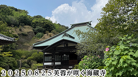 ２０２５０８２５芙蓉が咲く海蔵寺
