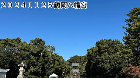 ２０２４１１２５鶴岡八幡宮