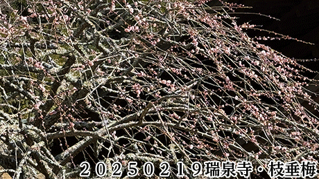 ２０２５０２１９瑞泉寺・枝垂梅