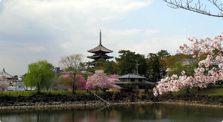 静かで艶やかな風情がある桜が咲く奈良公園