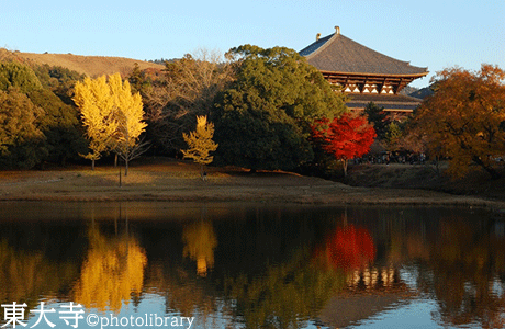 大仏池と東大寺大仏殿