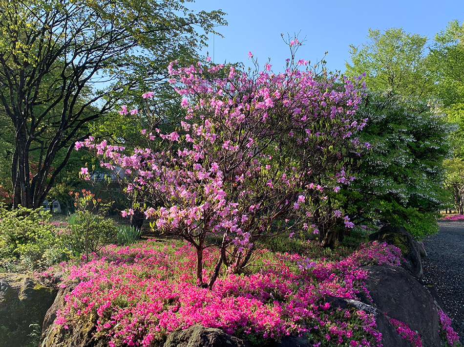 民家の庭先に咲く芝桜・つつじ・満天星