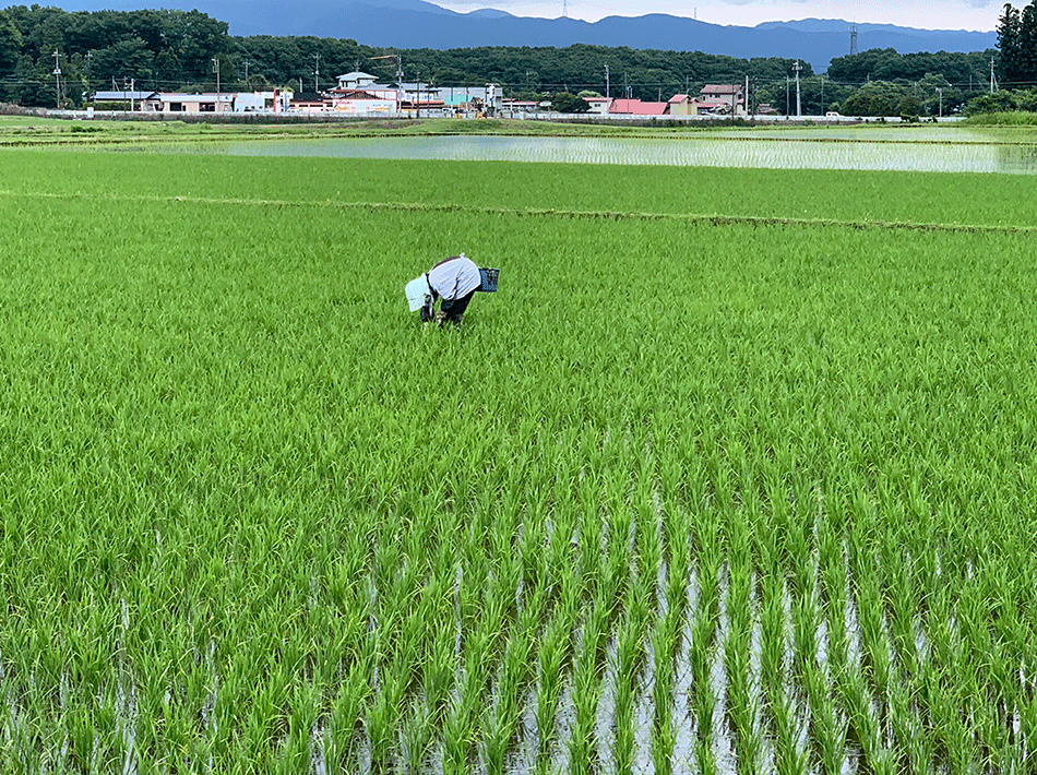 20220614 稲田の草とり