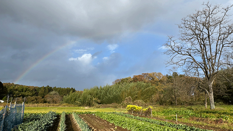 20251110ばあちゃんの畑にも虹