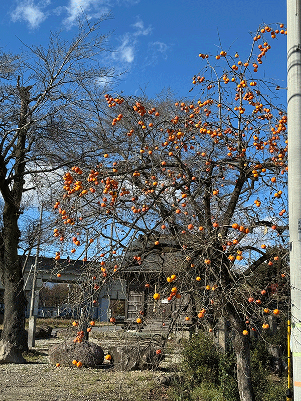 20251115毎年実をつける柿