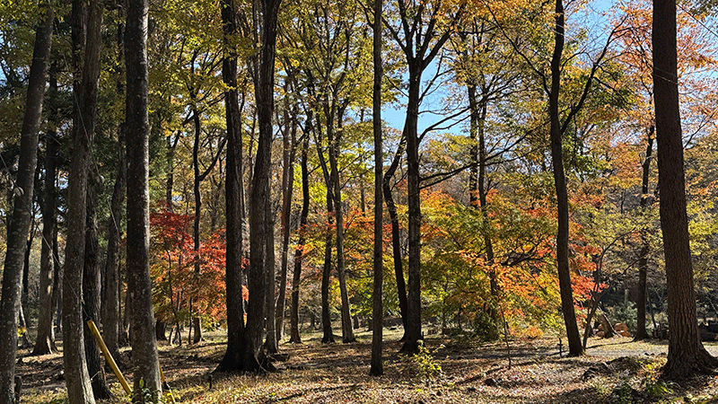 20251112 2025年の紅葉