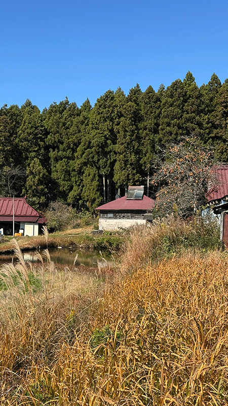 20251112草もみじ