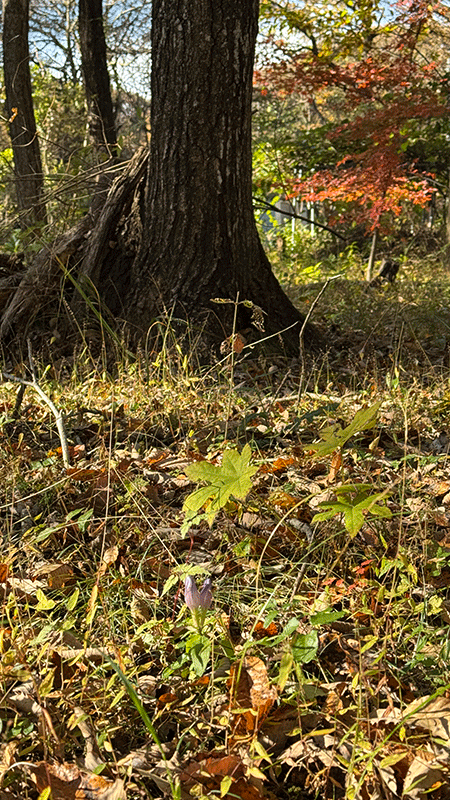 20251110花数が増えたリンドウ