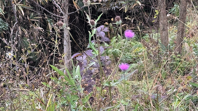 20251109ノアザミ