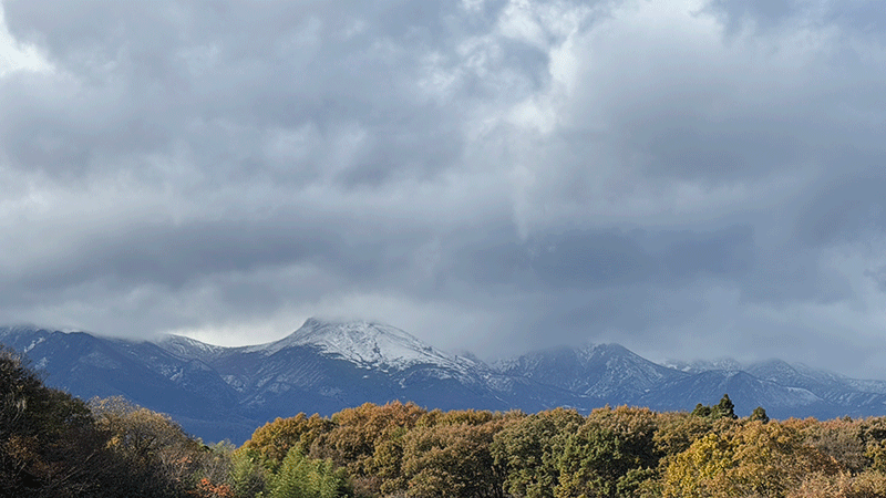 20251101蕾をひらく椿