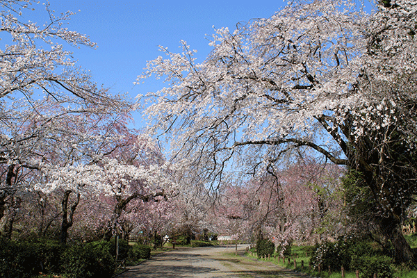 神代植物公園